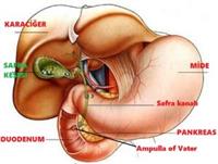 Karaciğer-Pankreas-Safra Yolları Cerrahisi Polikliniği